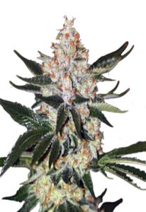 Oregon Underdawg Feminized Cannabis Seeds