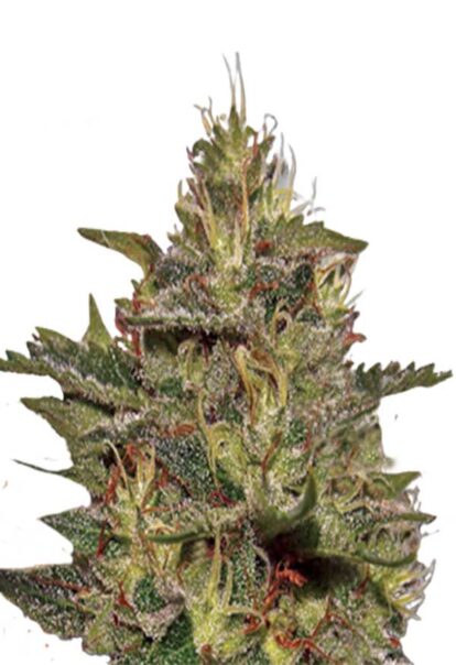 Original Cheese Feminized Cannabis Seeds