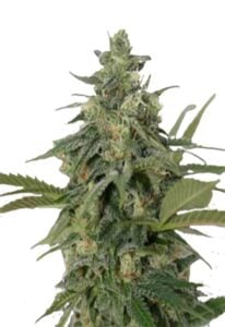 Original Lemon Pie Feminized Cannabis Seeds