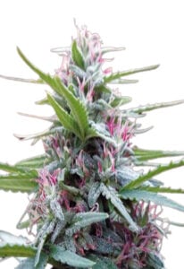 Panama Feminized Cannabis Seeds