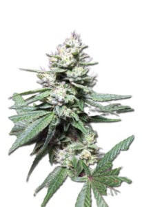 Papaya Glue Feminized Cannabis Seeds