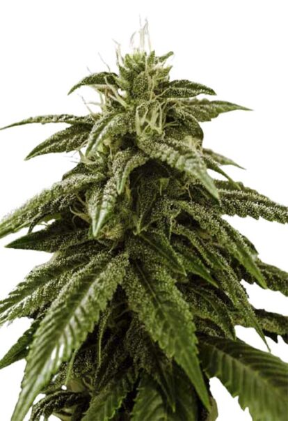 Peanut Butter Cake Feminized Cannabis Seeds