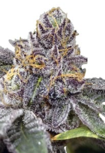 Peanut Butter Haze Feminized Cannabis Seeds