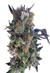 Phantom Cookies Feminized Cannabis Seeds