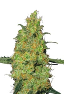 Pineapple Autoflower Cannabis Seeds