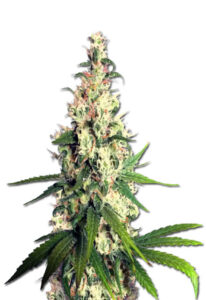 Pineapple Express Feminized Cannabis Seeds