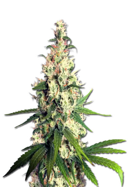 Pineapple Express Feminized