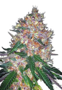 Pink Runtz Autoflower Cannabis Seeds