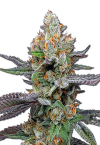 Pink Sunset Autoflower Cannabis Seeds