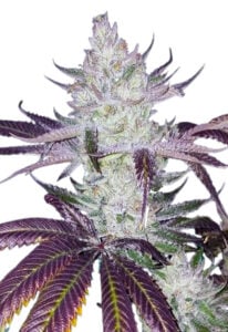 Platinum Cookies Feminized Cannabis Seeds