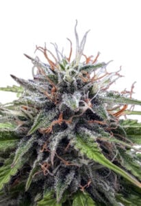 Poison Berry Autoflower Cannabis Seeds