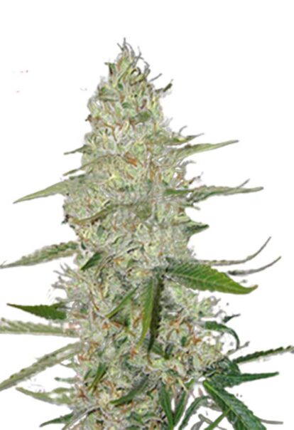 Power Plant Feminized Cannabis Seeds