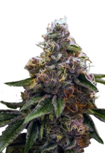 Psycho Crack Feminized Cannabis Seeds