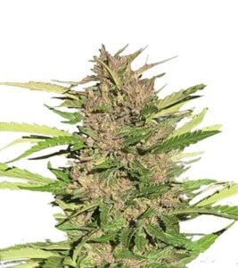 Pure Indica Feminized Cannabis Seeds