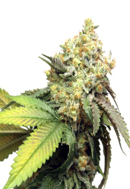 Pure Kush Feminized