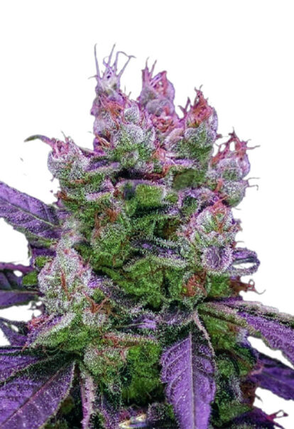 Purple Dream Feminized