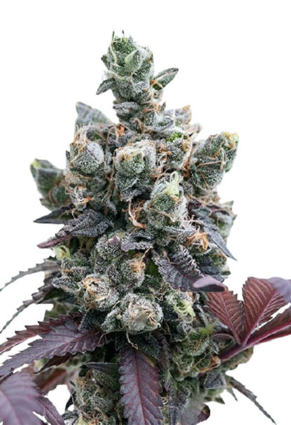 Purple Gelato Feminized