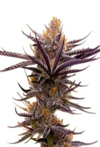 Purple Haze Autoflower Cannabis Seeds