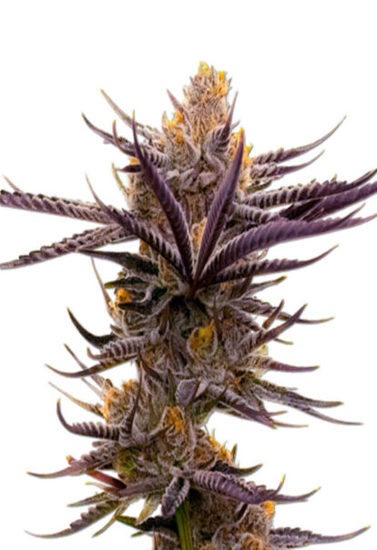 Purple Haze Autoflower