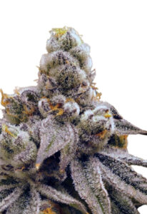 Purple Punch Fast Version Cannabis Seeds