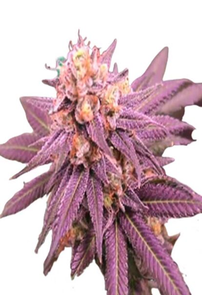 Purple Punch Feminized Cannabis Seeds