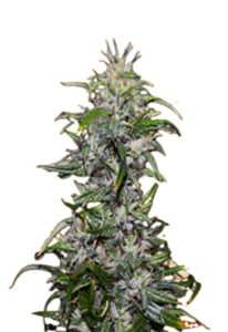 Purple Star Killer Feminized Cannabis Seeds