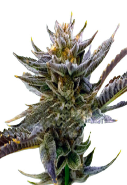 Purple Thai Feminized