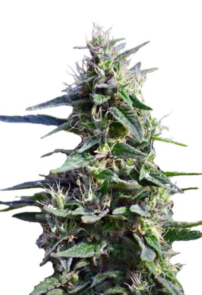 Purple Wreck Feminized