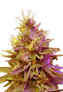 Redwood Kush Fast Version Cannabis Seeds