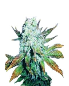 Romulan Regular Cannabis Seeds