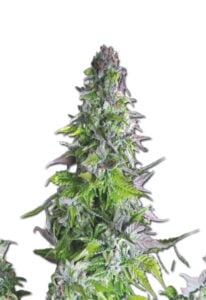 Romulan Feminized Cannabis Seeds