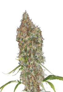 Rosenthal Feminized Cannabis Seeds