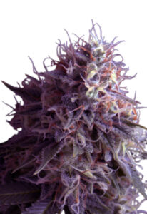 Runtz Autoflower Cannabis Seeds