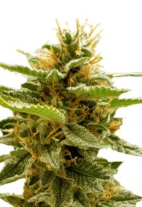 Runtz Feminized Cannabis Seeds