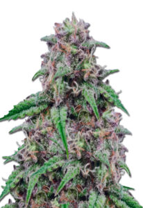 Salted Caramel Feminized Cannabis Seeds