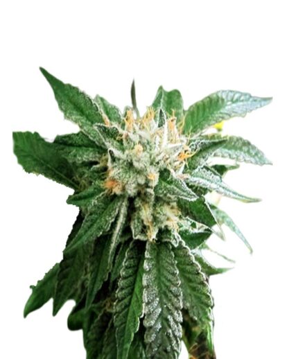 Shiatsu Kush Reg 1