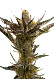 Shiskaberry Kush Feminized Cannabis Seeds