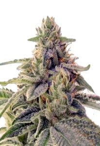 Shiskaberry Feminized Cannabis Seeds