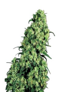 Skunk #1 Feminized Cannabis Seeds