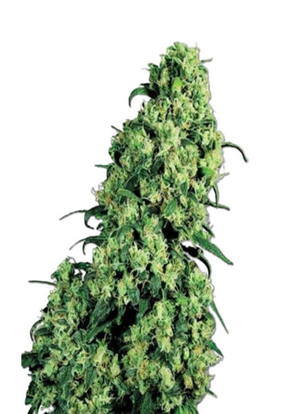 Skunk 1 Feminized