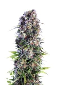 Skunk Autoflower Cannabis Seeds