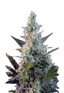 Skunk Fast Version Cannabis Seeds