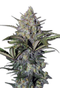 Skunk Glue Feminized Cannabis Seeds