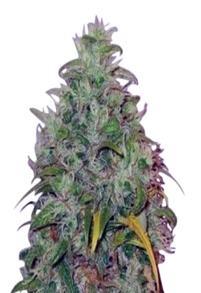 Skunk Kush Feminized