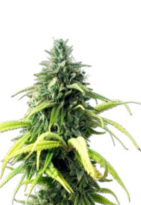 Skunk#1 Autoflower Cannabis Seeds