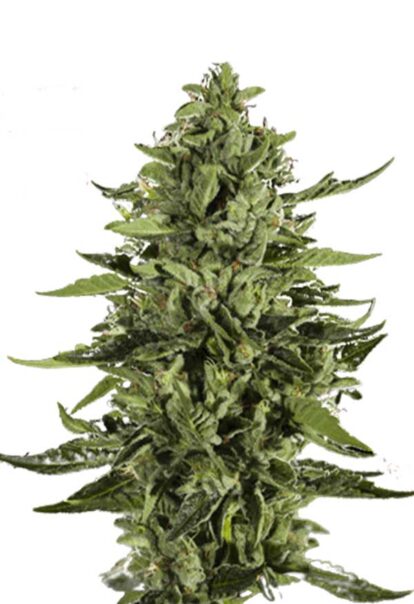 Skywalker Feminized Cannabis Seeds