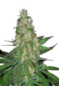 Sour Diesel Autoflower Cannabis Seeds