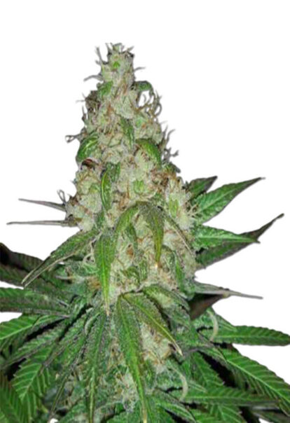 Sour Diesel Autoflower