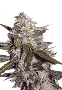 Sour Pinot Autoflower Cannabis Seeds