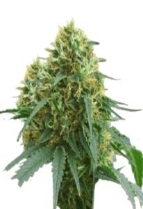 Sour Kush Feminized Cannabis Seeds